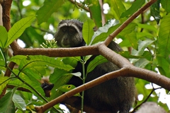 Cercopithecus mitis manyaraensis