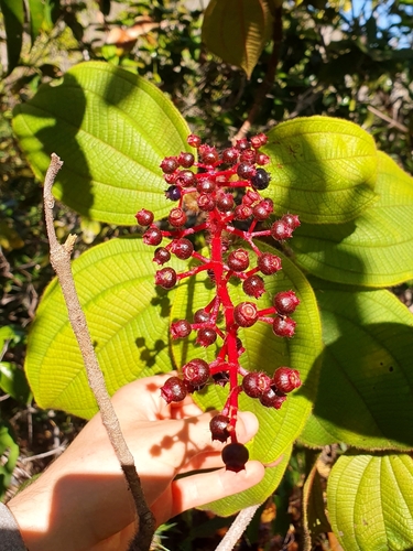 Miconia tococa, photograph 1