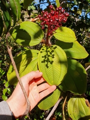Miconia tococa, photograph João Arthur Rabello, CC BY, iNaturalist via GBIF