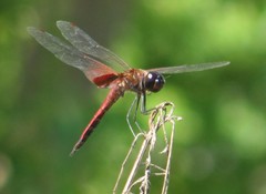 Tramea transmarina