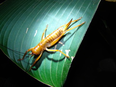 Melanonotus powellorum