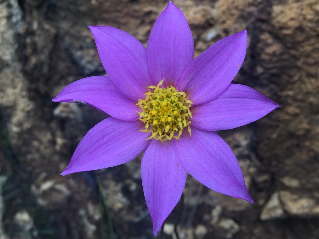 Dahlia australis