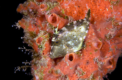 Stephanolepis setifer