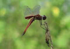 Tramea transmarina