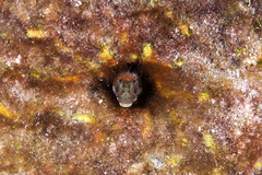 Secretary Blenny photo 4