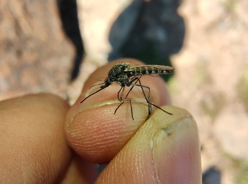 Arctic Mosquito