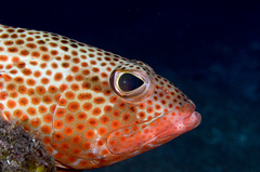 Epinephelus guttatus