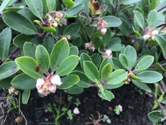 Arctostaphylos franciscana