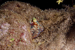 Octopus briareus