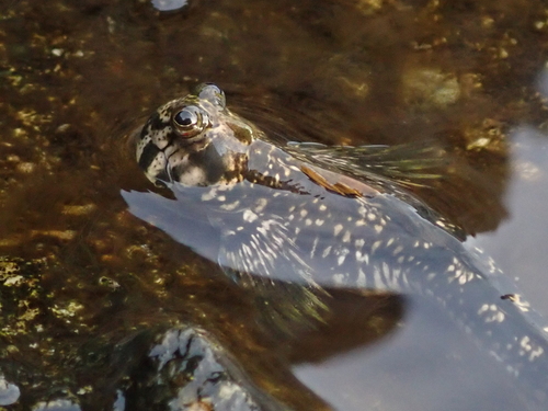 タマカエルウオ