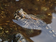 Montano's Rockskipper photo 2