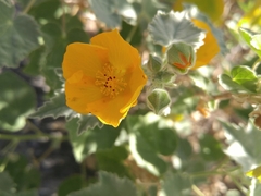 Abutilon palmeri