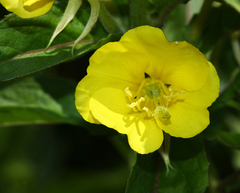 Oenothera