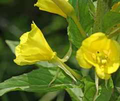 Oenothera
