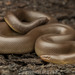 Northern Rubber Boa - Photo (c) spencer_riffle, some rights reserved (CC BY-NC), uploaded by spencer_riffle