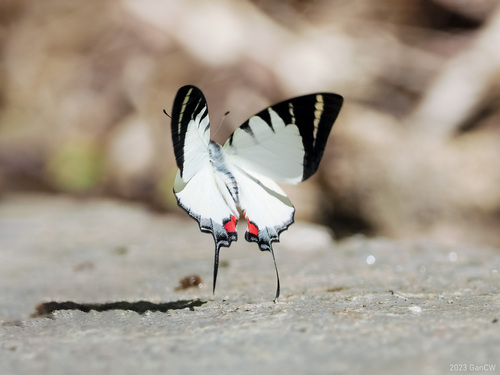 Kinabalu Swordtail