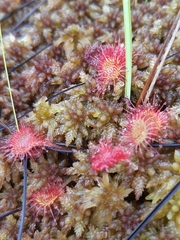 Drosera rotundifolia image