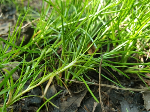 Image of Isolepis fluitans by (c) Clément Maouche, some rights reserved (CC BY)