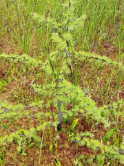 Larix laricina image