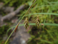 Media resource of Carex castanea