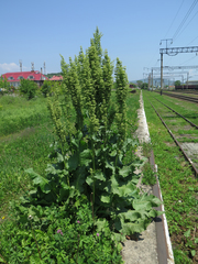 Rumex confertus