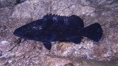 Epinephelus daemelii