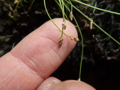 Eleocharis intermedia