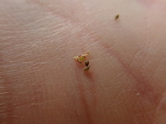 Eleocharis intermedia