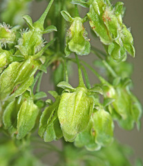 Rumex confertus