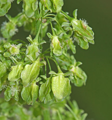 Rumex confertus