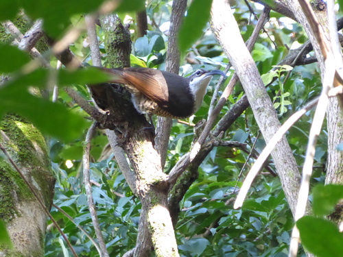 Ptiloris paradiseus