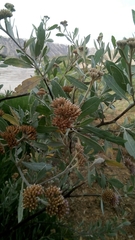 Tessaria integrifolia