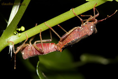 Anasa apicalis