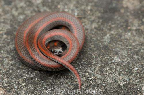 Forest Sharp-tailed Snake