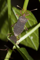 Anasa apicalis