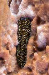 Pseudobiceros pardalis