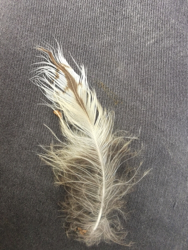 Plume de Hibou moyen-duc