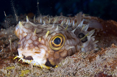 Chilomycterus antillarum