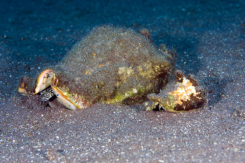 Hawkwing Conch