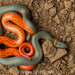 Ring-necked Snake - Photo (c) spencer_riffle, some rights reserved (CC BY-NC), uploaded by spencer_riffle