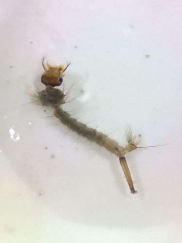 House Mosquito Complex