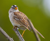 New World Sparrows - Photo (c) uzun, some rights reserved (CC BY-NC), uploaded by uzun