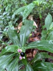 Tradescantia zanonia image