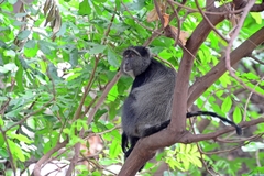 Cercopithecus mitis manyaraensis