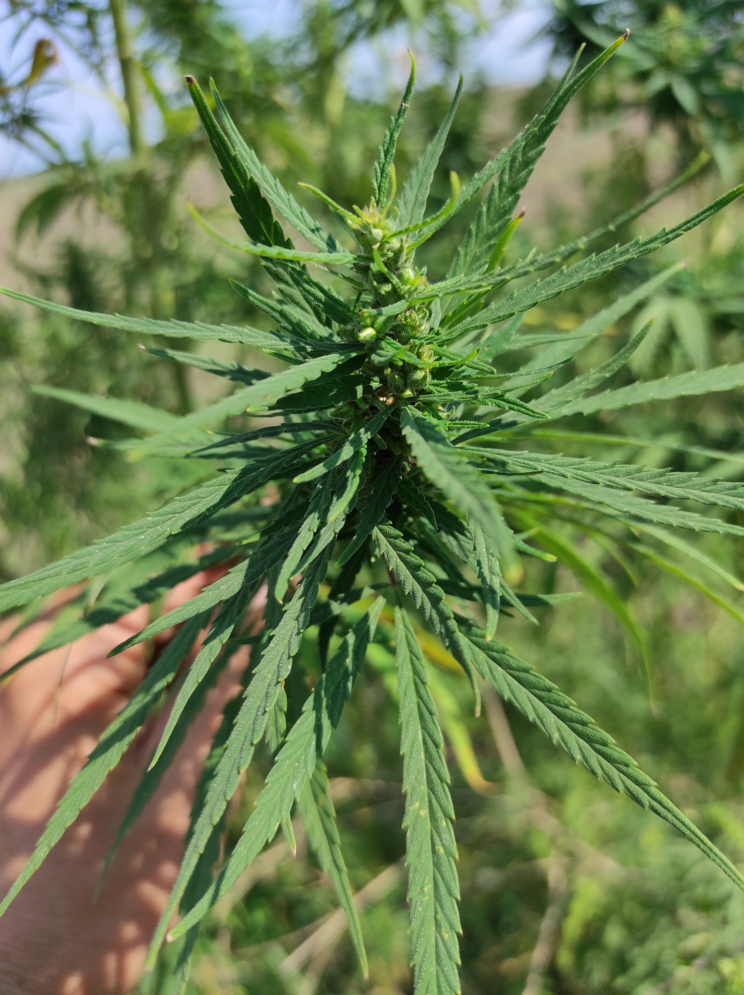 Cannabis sativa