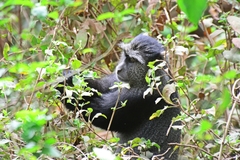 Cercopithecus mitis manyaraensis
