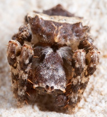 Acanthepeira