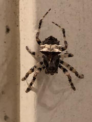 Acanthepeira