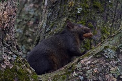 Sciurus carolinensis