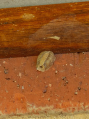 Pseudomantis albofimbriata